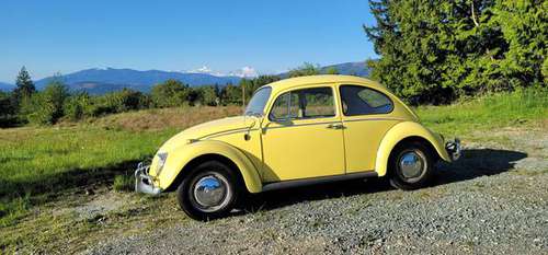 1965 Volkswagen Beetle for sale in Mount Vernon, WA