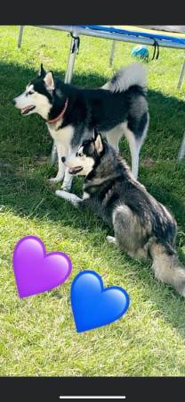 Siberian Husky for sale in Greenville, NC – photo 3